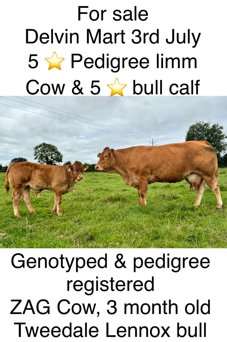 Pedigree Limousin Cow & Bull Calf - Image 1