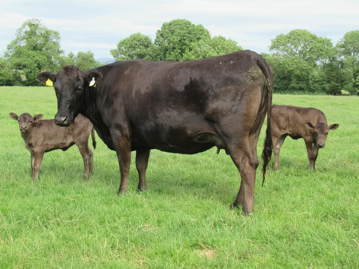 wagyu calves - Image 1