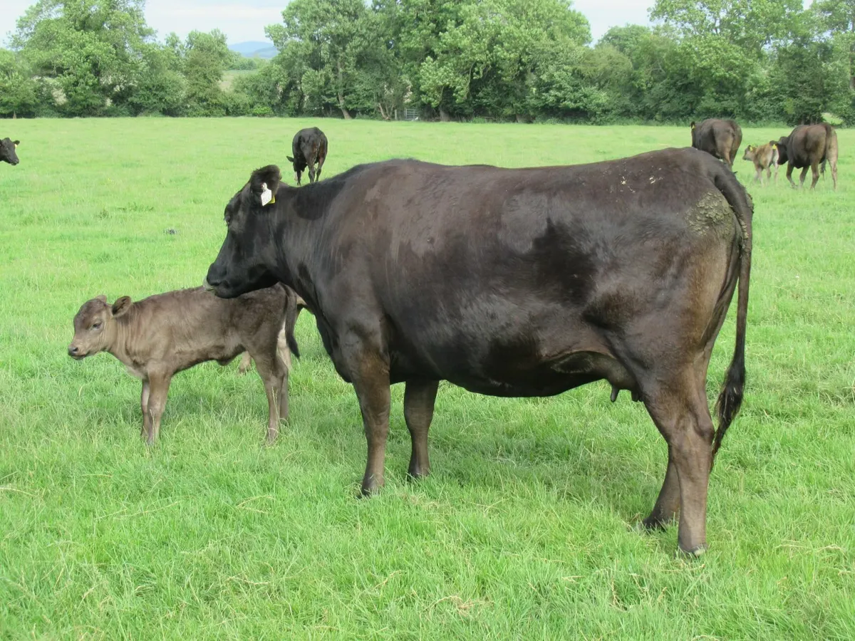 wagyu calves - Image 2