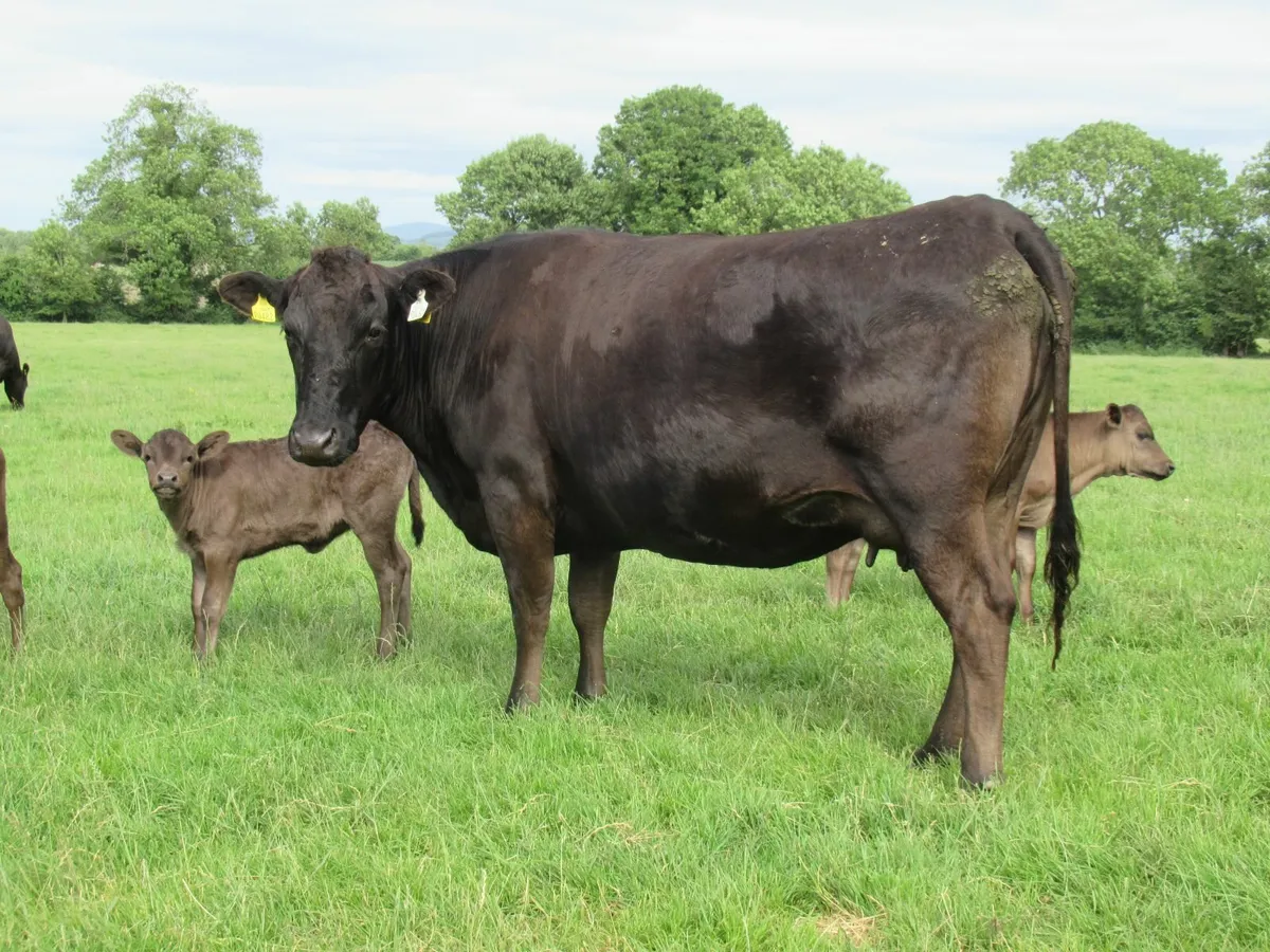 wagyu calves - Image 3