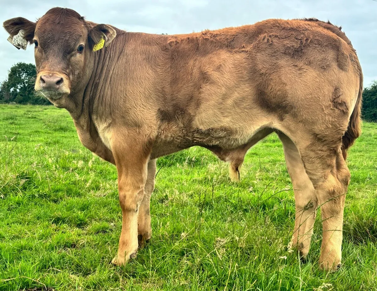 Pedigree Limousin Cow & Bull Calf - Image 2