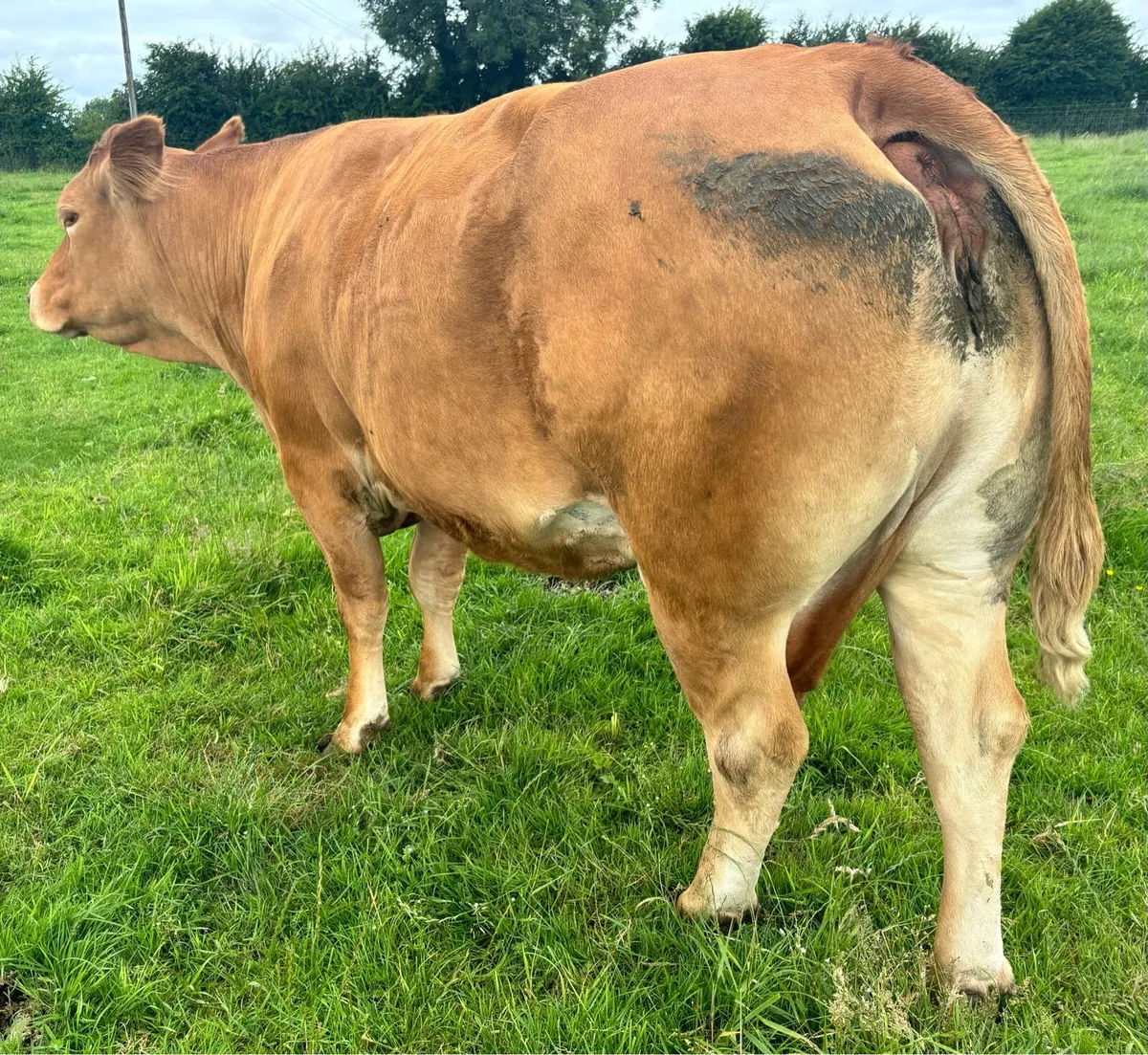 Pedigree Limousin Cow & Bull Calf - Image 3