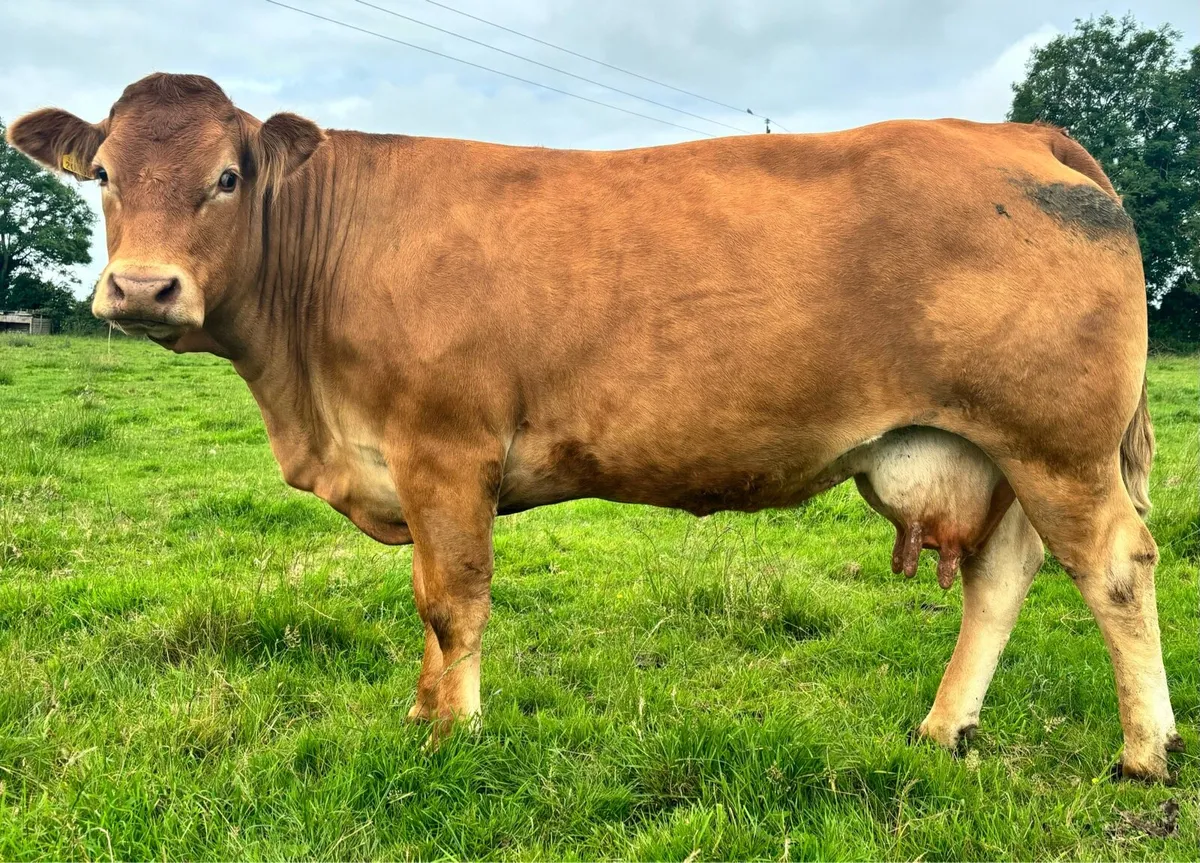 Pedigree Limousin Cow & Bull Calf - Image 4