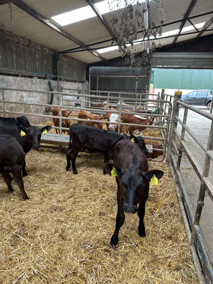 Angus and lim heifers - Image 4