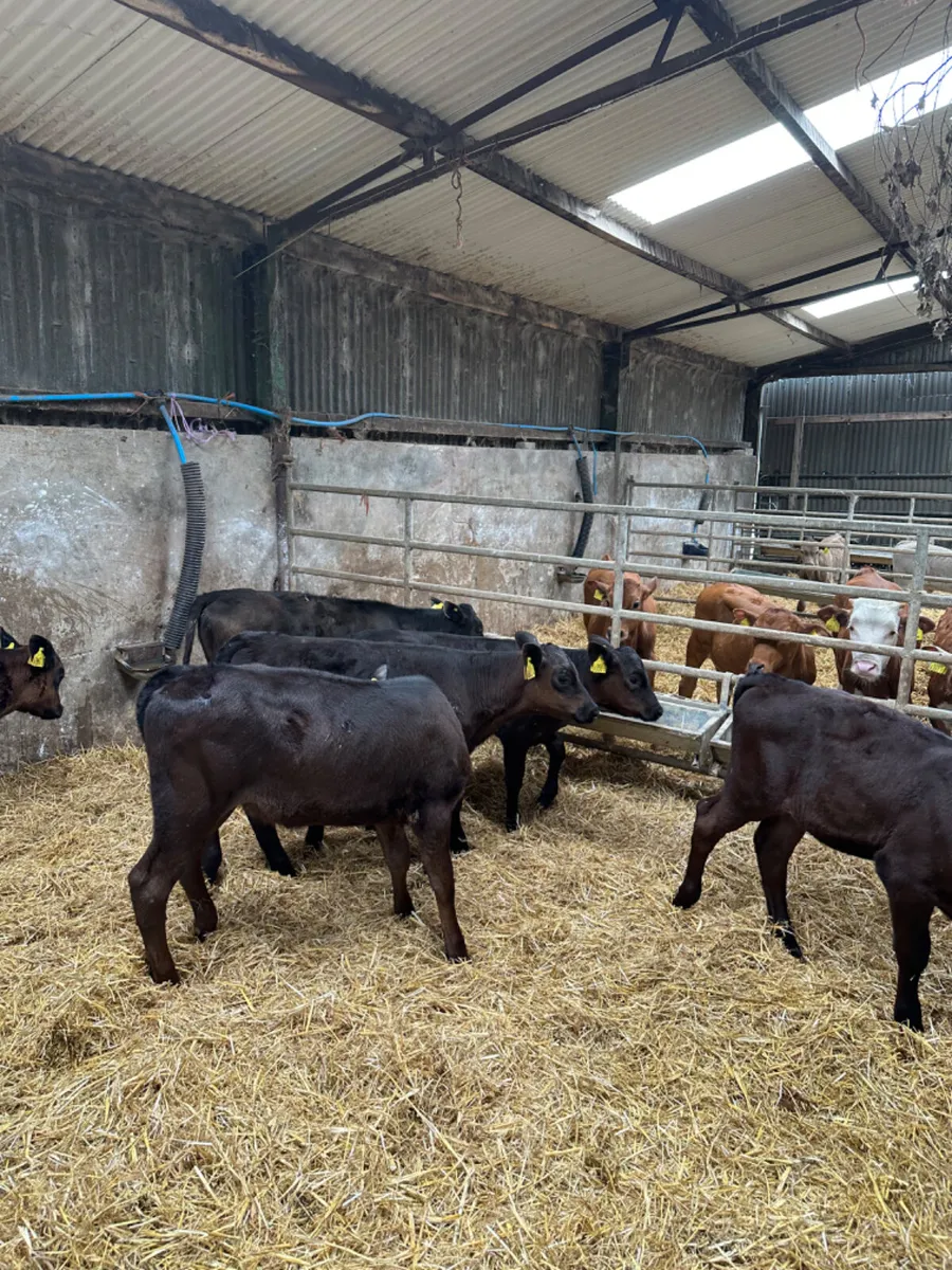 Angus and lim heifers - Image 2