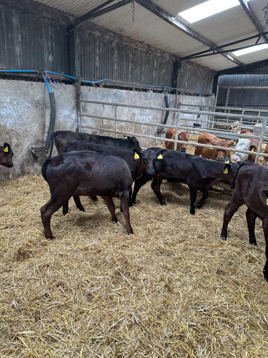 Angus and lim heifers - Image 1