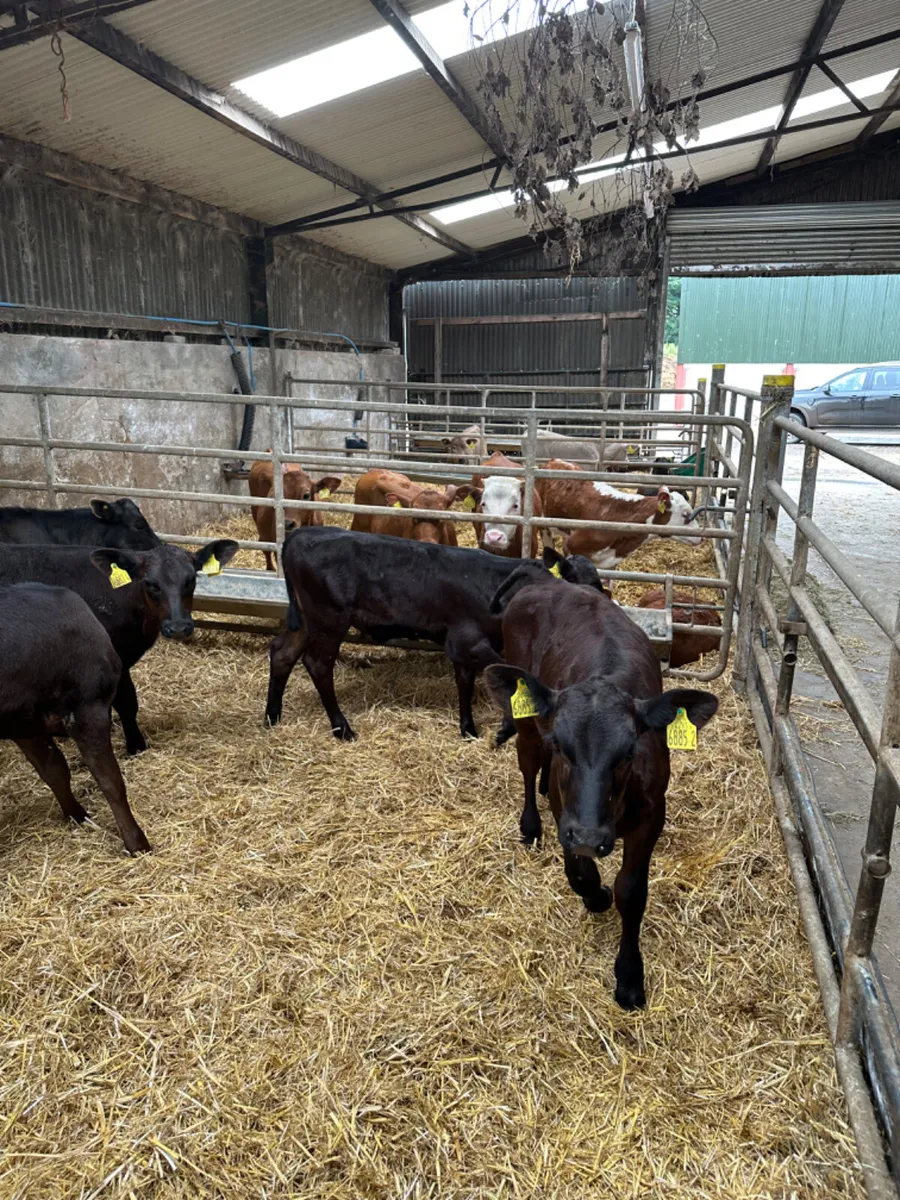 Angus and lim heifers - Image 3