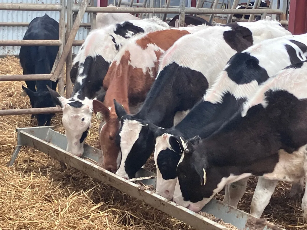 5 Freisan bull Weanlings for sale @€575 - Image 2