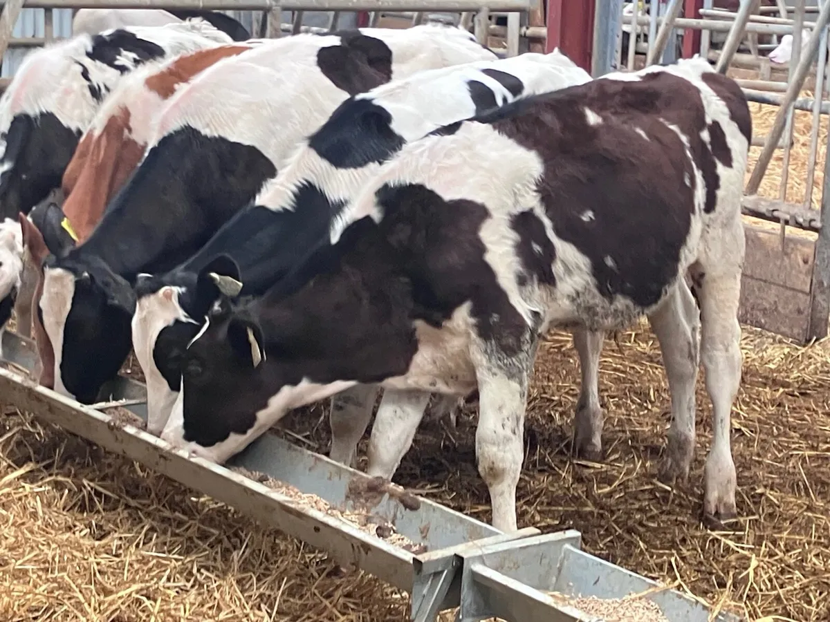 5 Freisan bull Weanlings for sale @€575 - Image 1