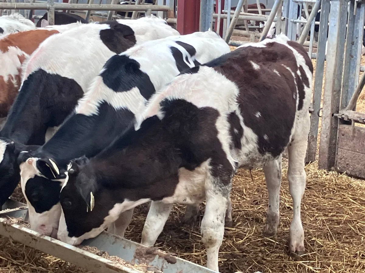 5 Freisan bull Weanlings for sale @€575 - Image 3
