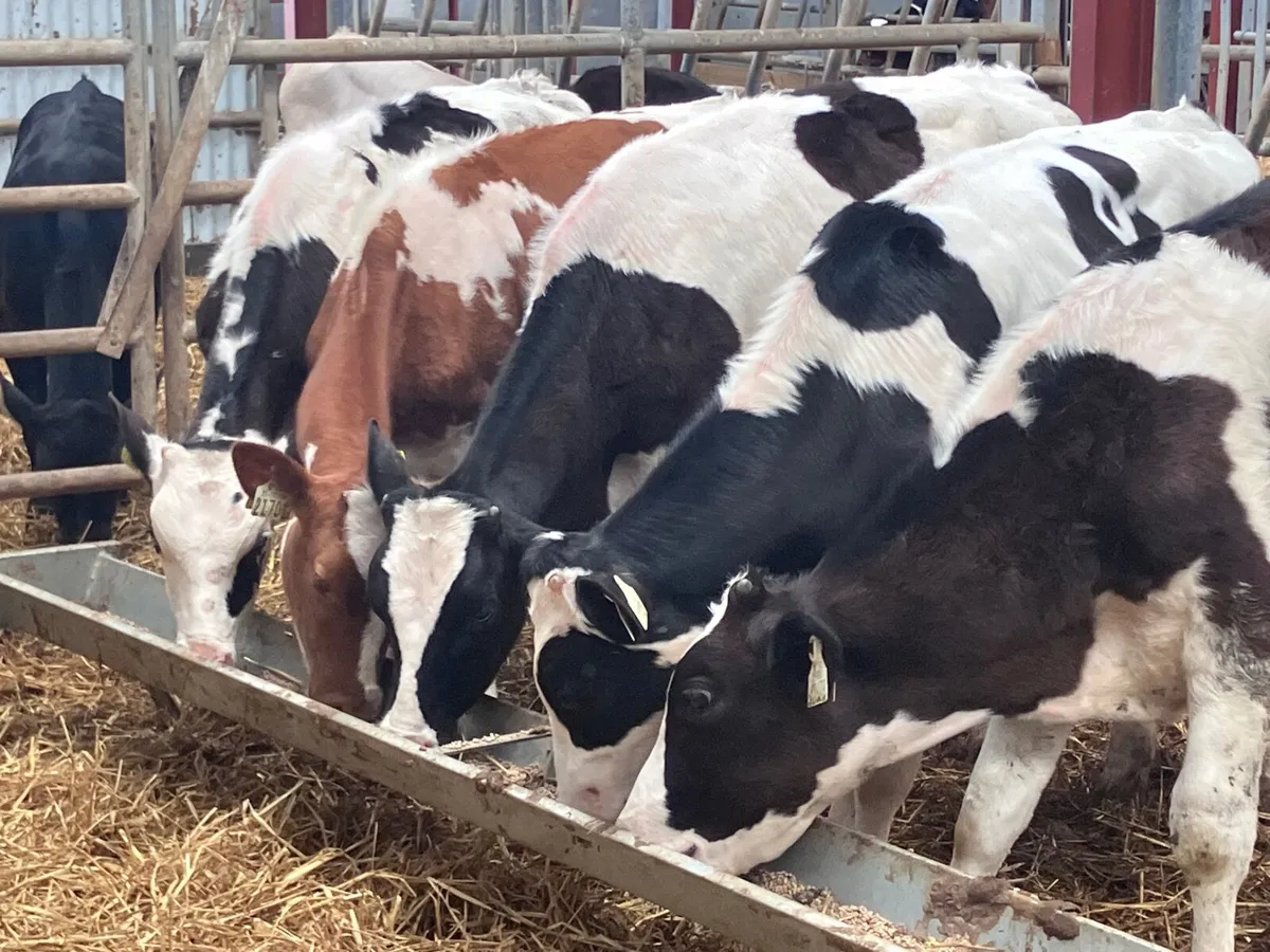 5 Freisan bull Weanlings for sale @€575 - Image 4
