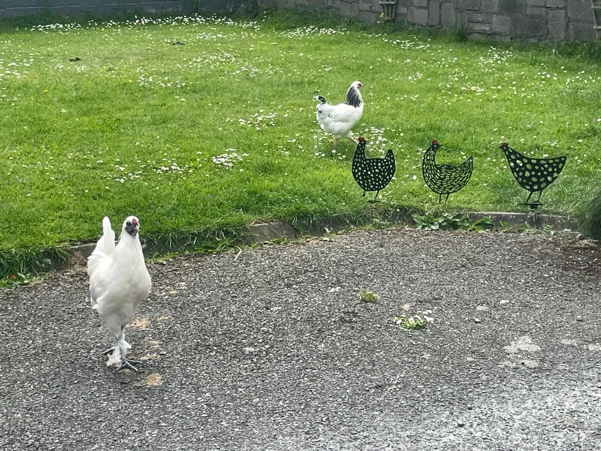 Rooster bantam & silkie - Image 2