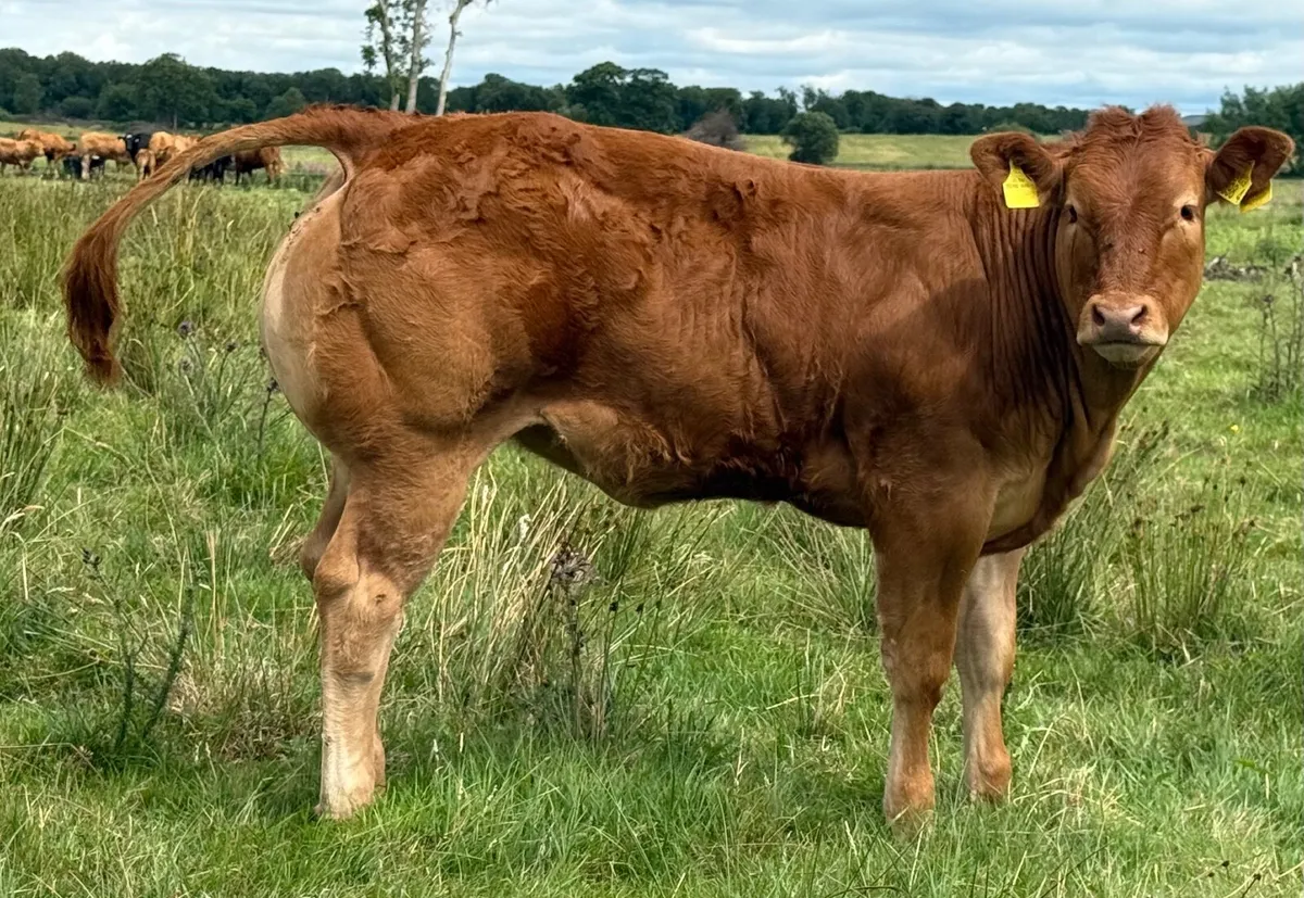 Quality Limousin Heifer - Image 2