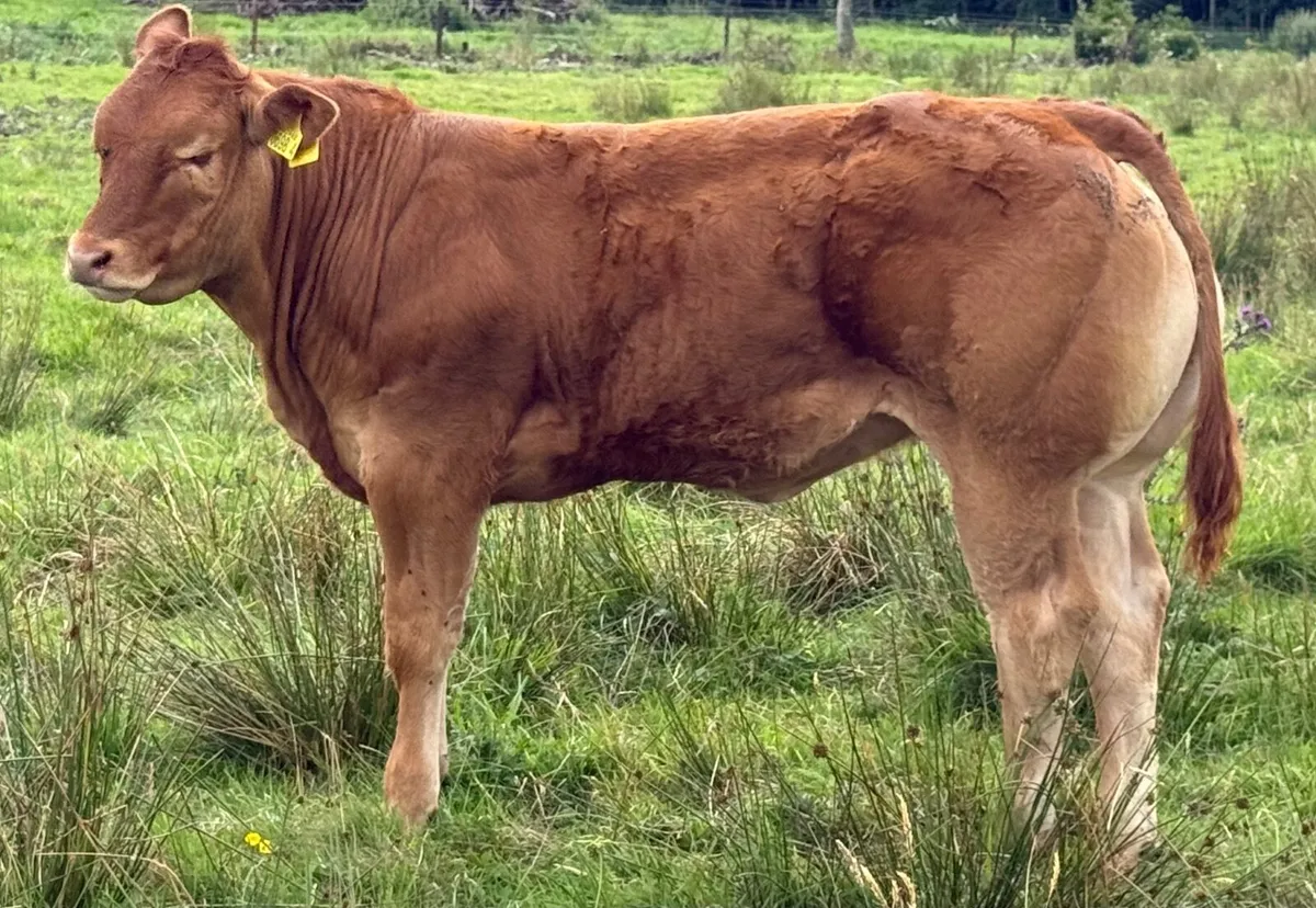 Quality Limousin Heifer - Image 1