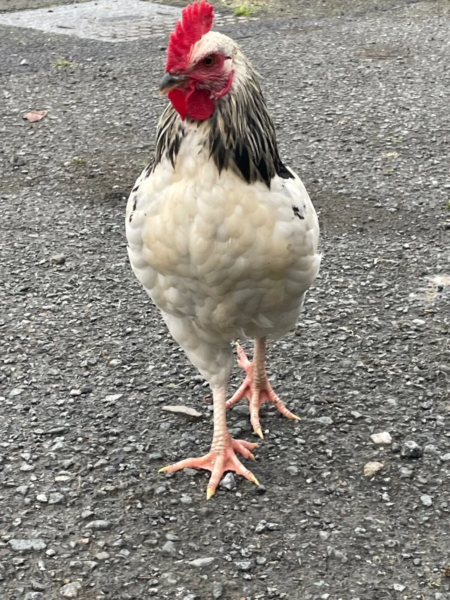 Rooster bantam & silkie - Image 1