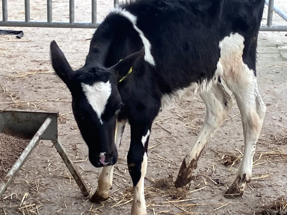 Reared Freisan heifer calf for sale - Image 2