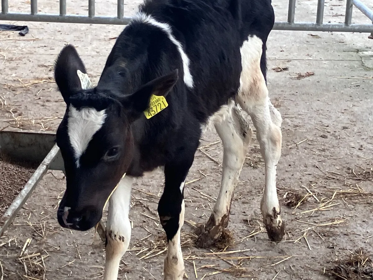Reared Freisan heifer calf for sale - Image 3