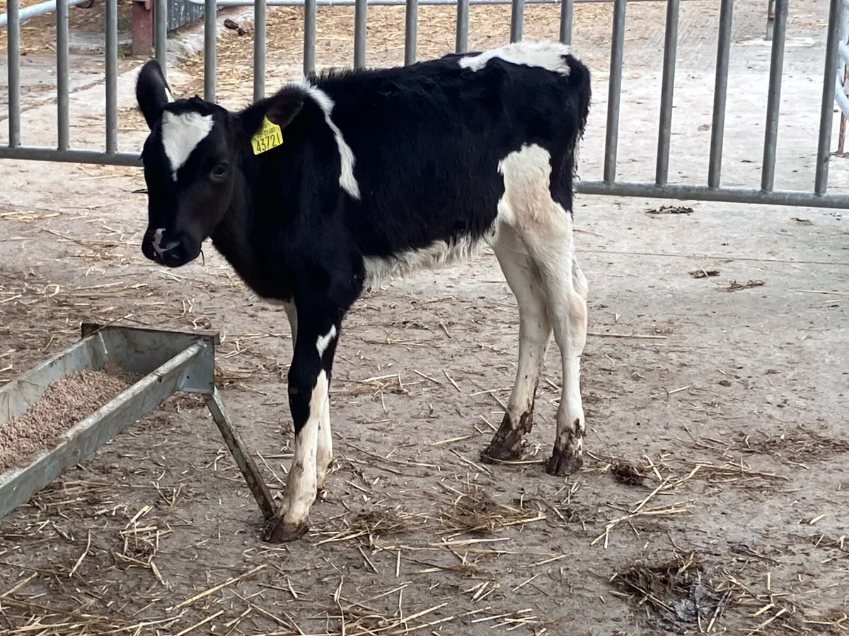 Reared Freisan heifer calf for sale - Image 4