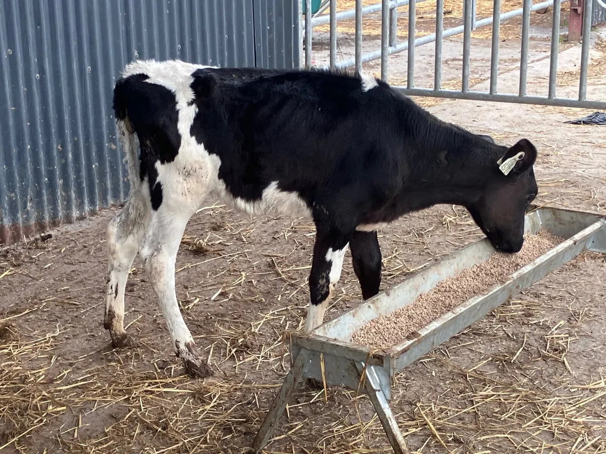Reared Freisan heifer calf for sale - Image 1