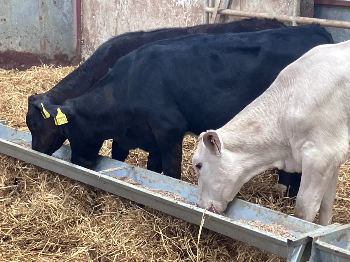 3 top quality runners for sale - Image 1