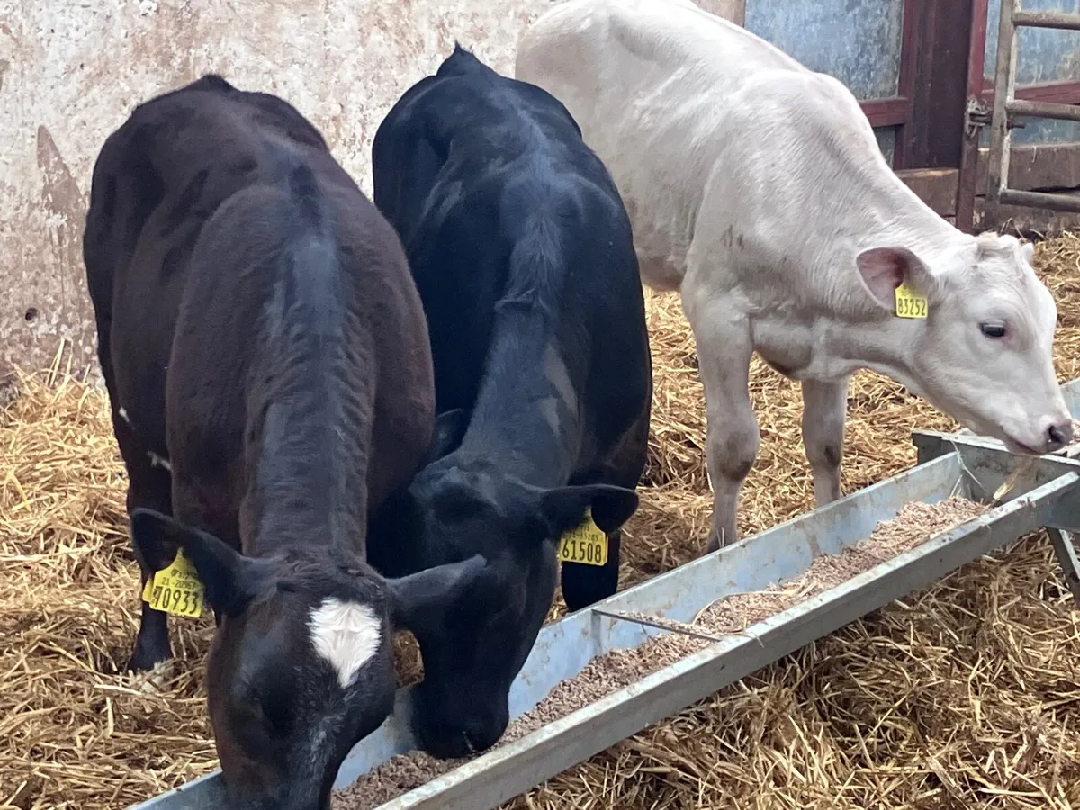 3 top quality runners for sale - Image 2
