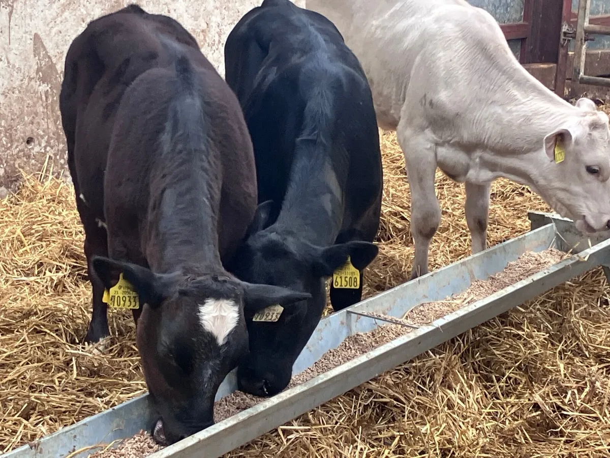 3 top quality runners for sale - Image 3