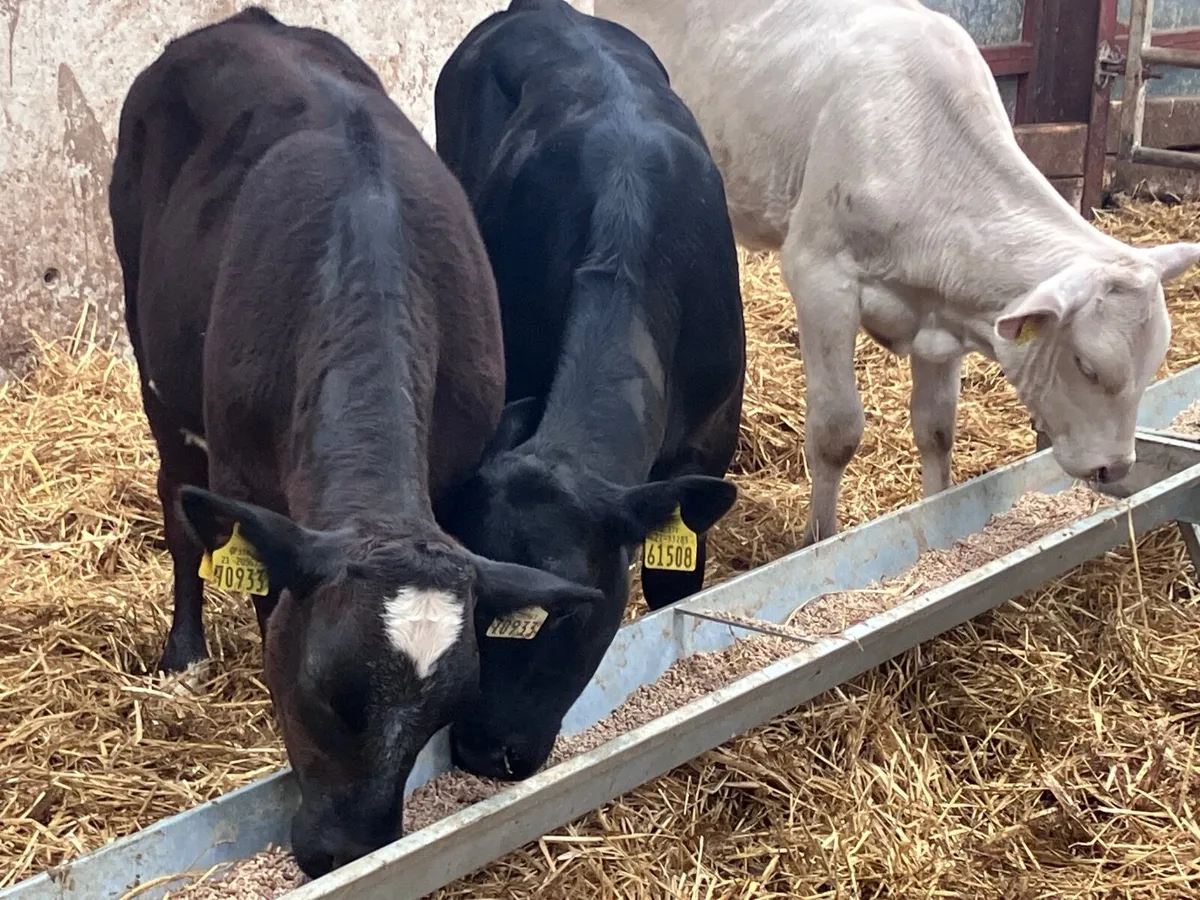 3 top quality runners for sale - Image 4
