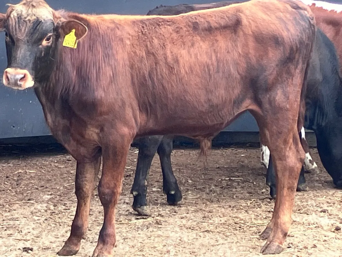 3 bull Weanlings for sale @€785 - Image 3