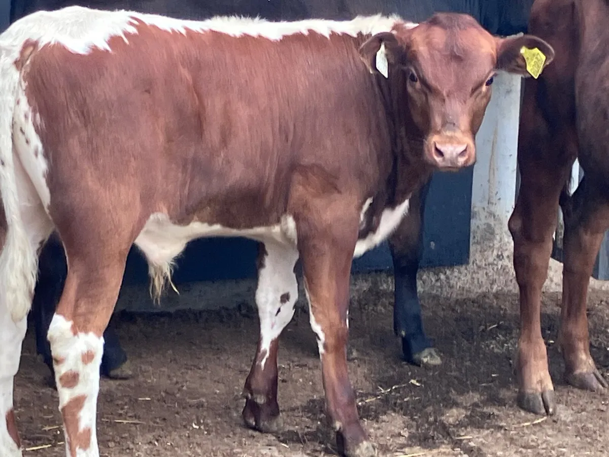 3 bull Weanlings for sale @€785 - Image 2