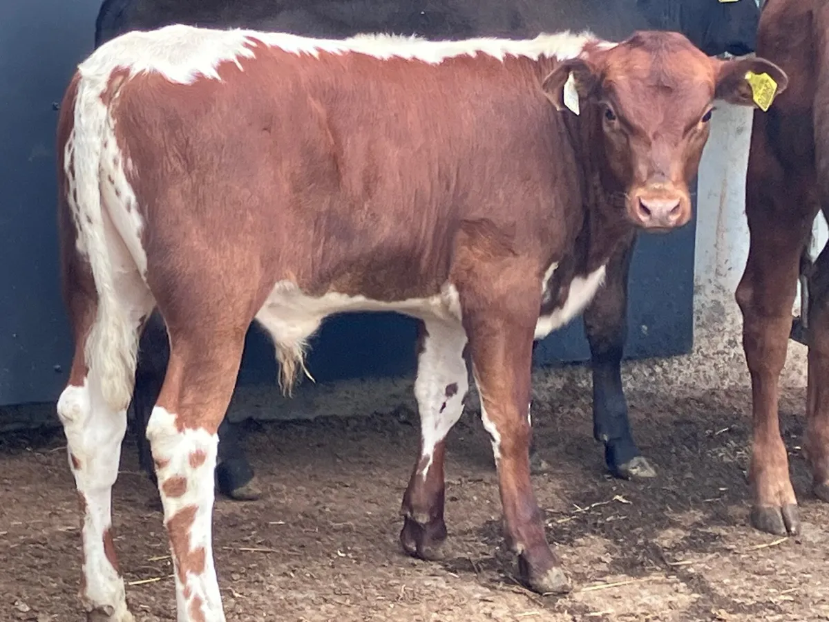 3 bull Weanlings for sale @€785 - Image 4