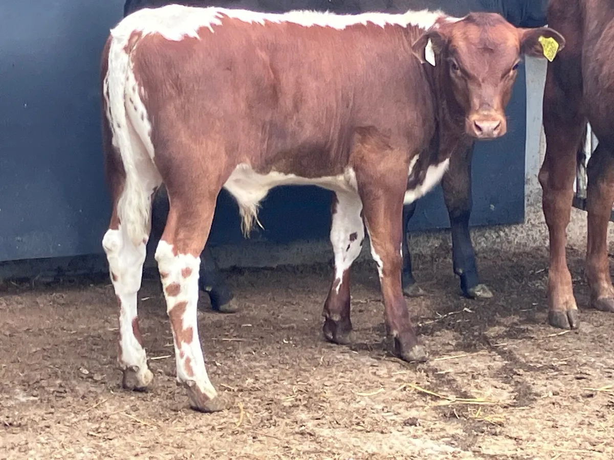 3 bull Weanlings for sale @€785 - Image 1