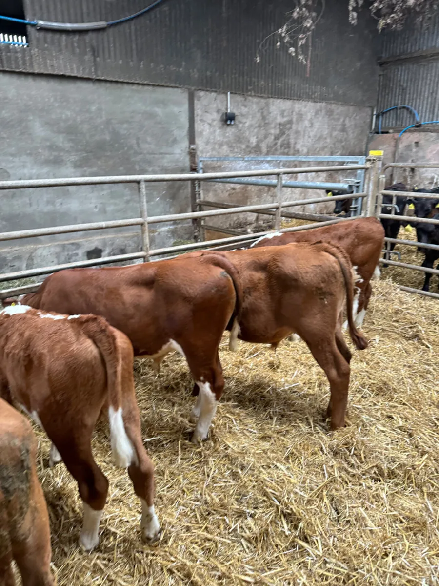 Hereford and lim bulls - Image 4