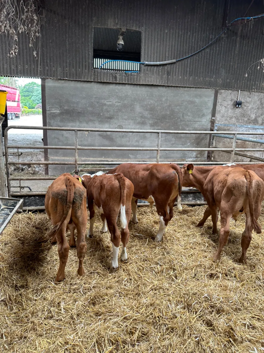 Hereford and lim bulls - Image 3