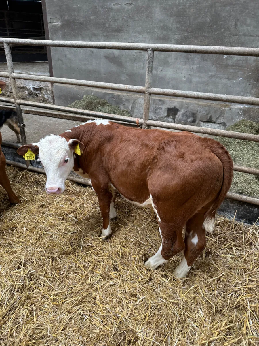 Hereford and lim bulls - Image 2