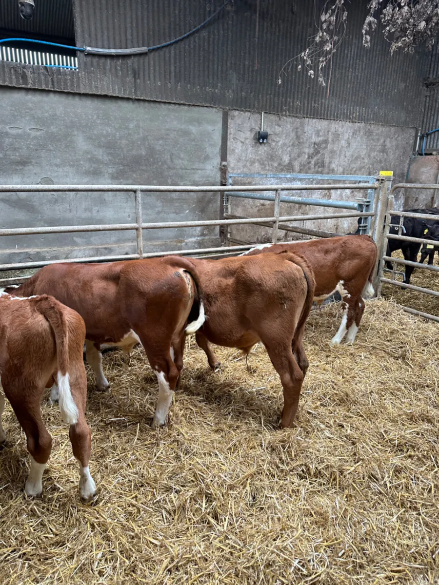 Hereford and lim bulls - Image 1