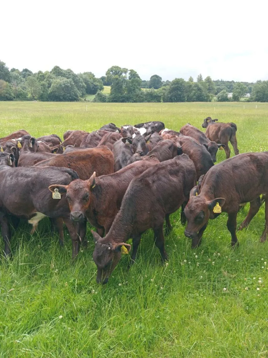 36 reared calves ,EATIING MEAL AND OUT ON GRASS - Image 1