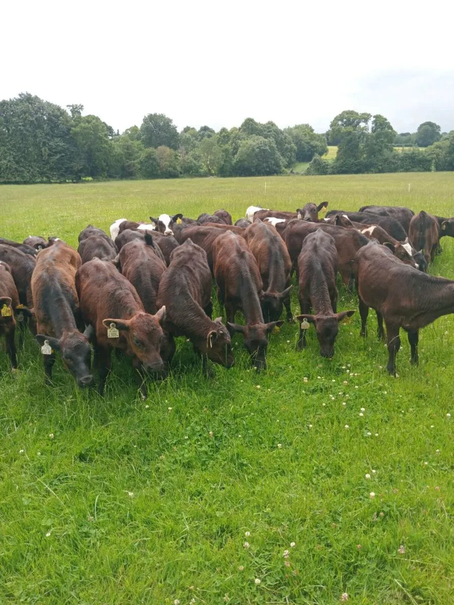 36 reared calves ,EATIING MEAL AND OUT ON GRASS - Image 2
