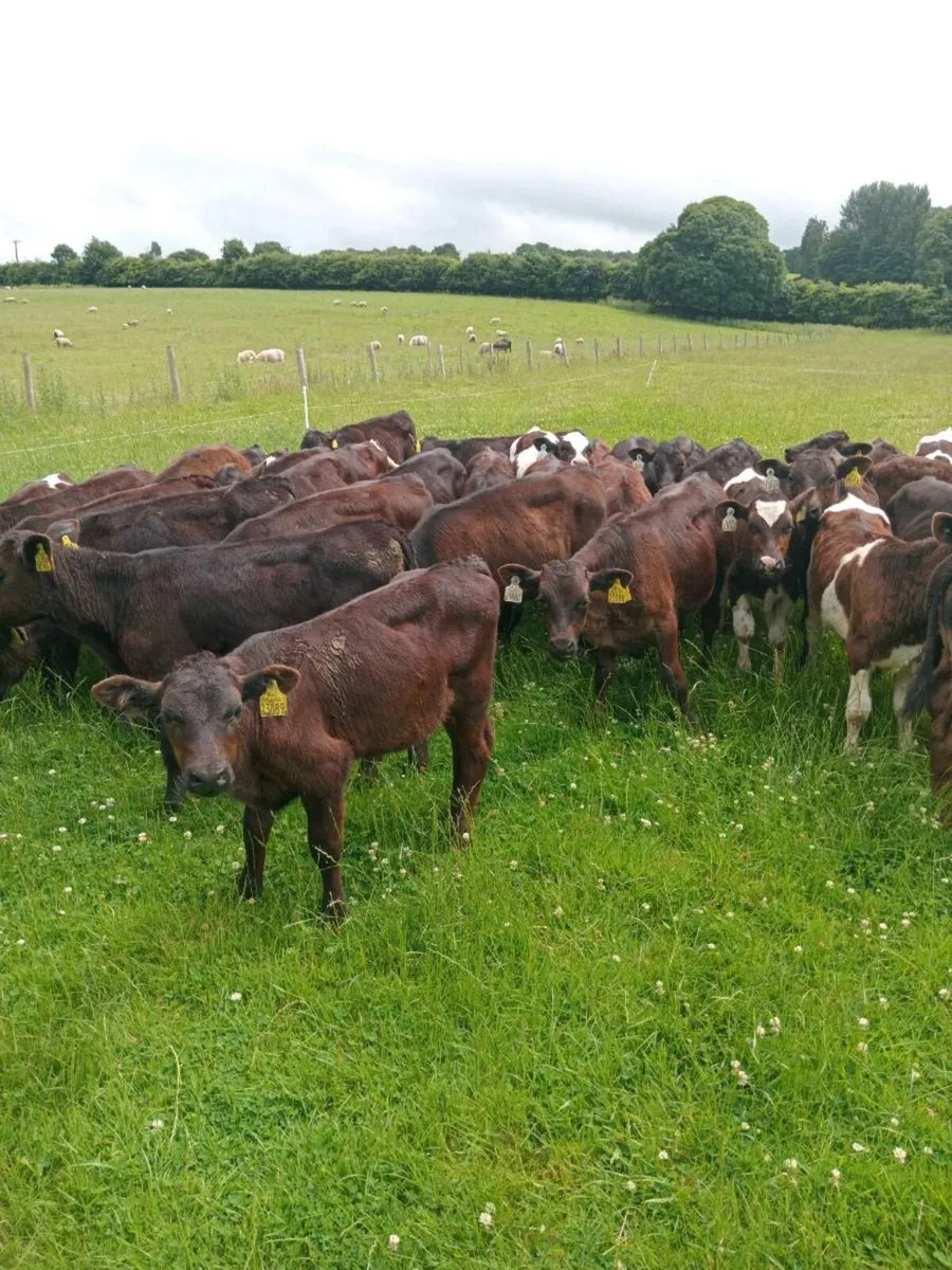 36 reared calves ,EATIING MEAL AND OUT ON GRASS - Image 3