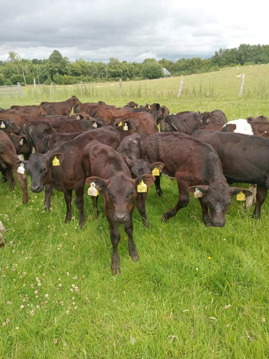 36 reared calves ,EATIING MEAL AND OUT ON GRASS - Image 4