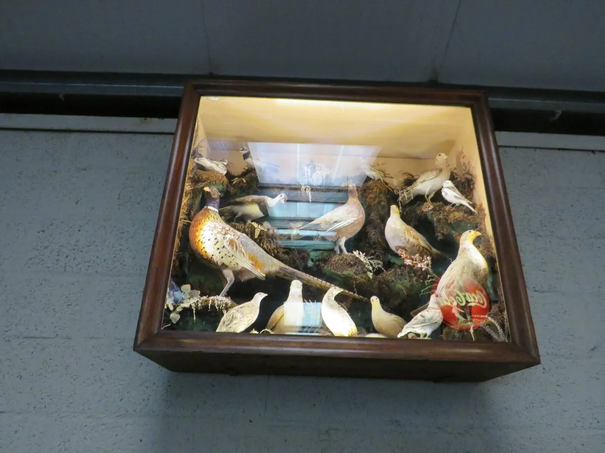 21 Bird Taxidermy Display  (Circa 1937) - Image 2