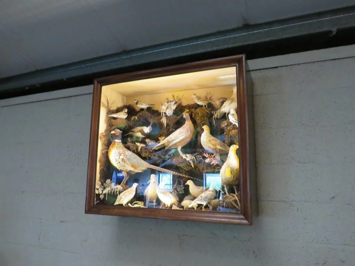 21 Bird Taxidermy Display  (Circa 1937) - Image 4