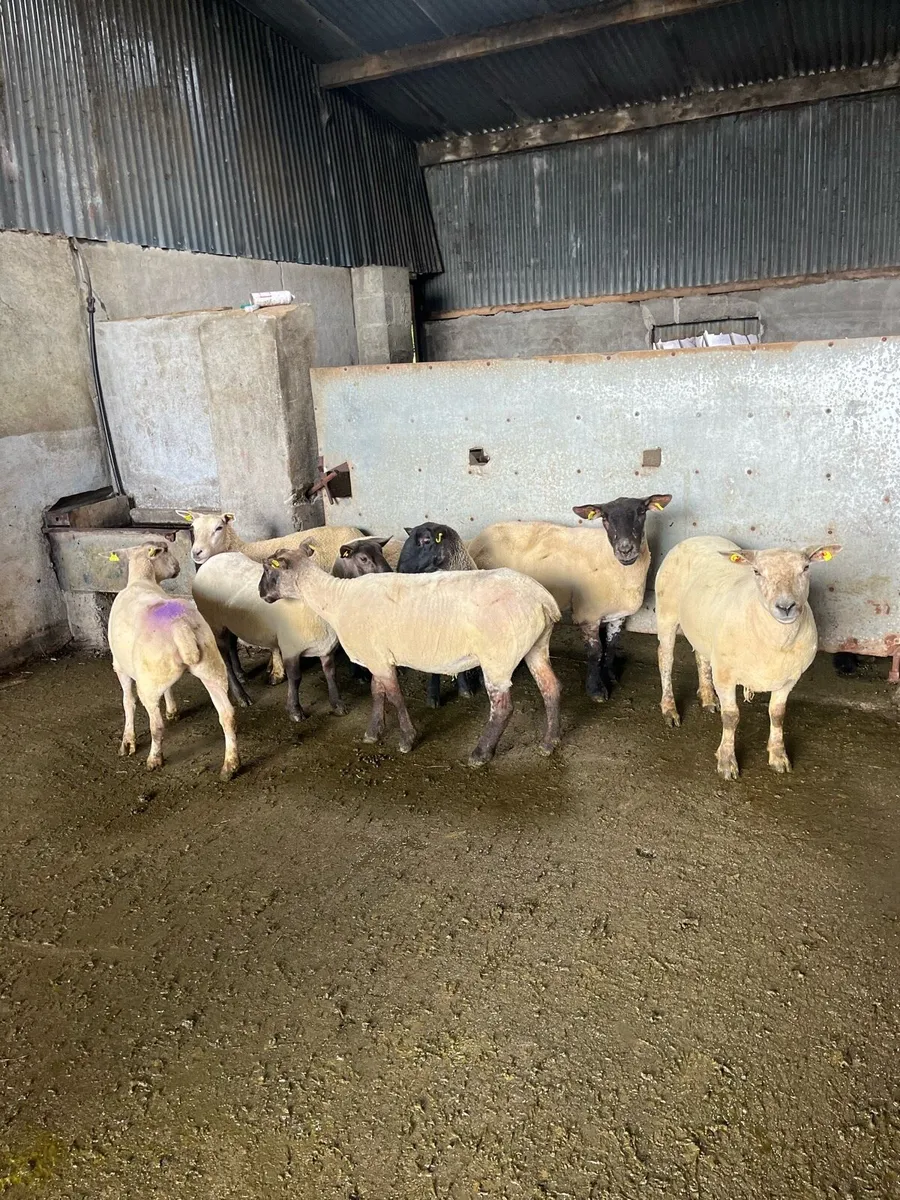 💥10 first and second crop breeding ewes 💥 - Image 4