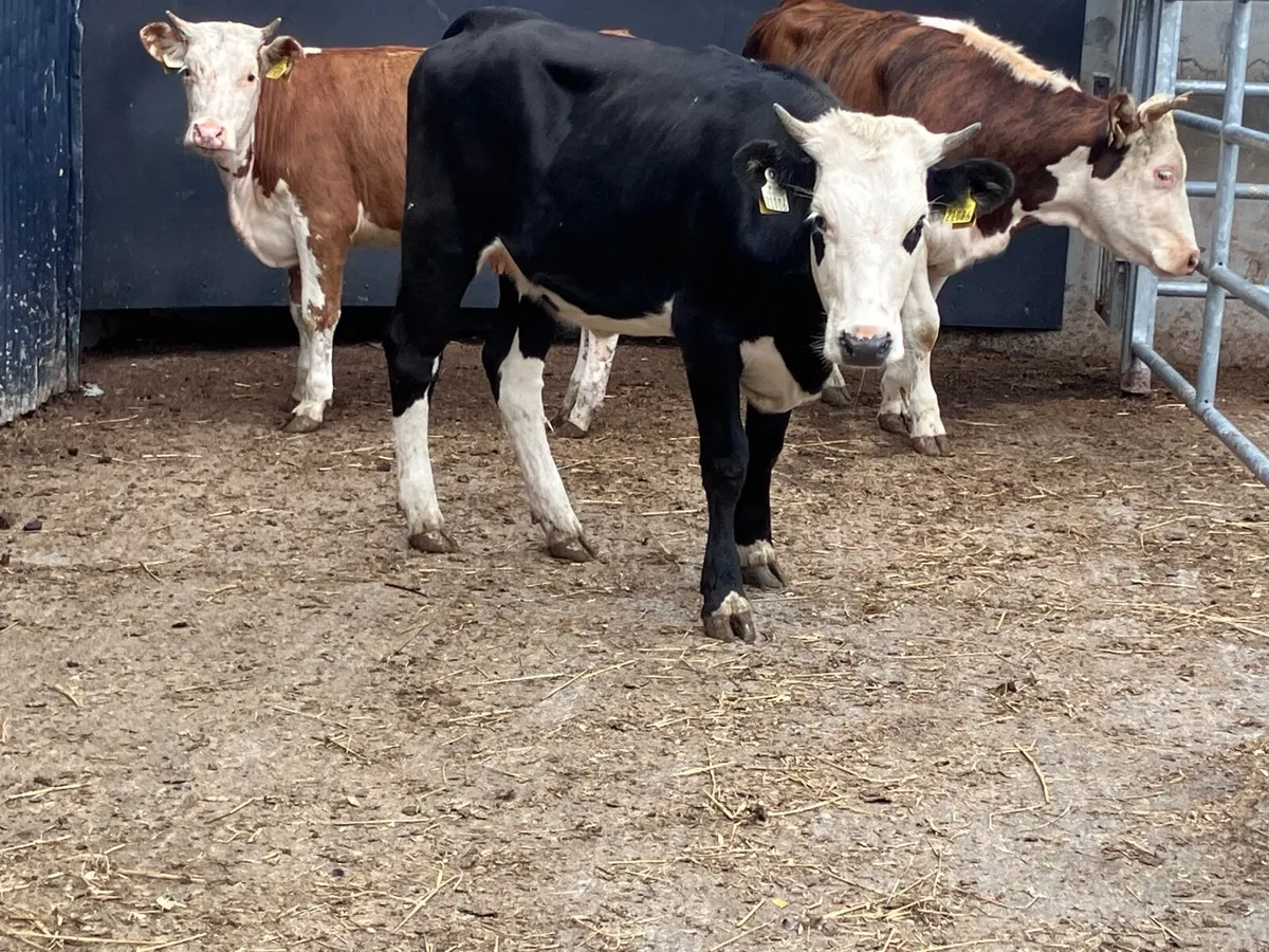 3 Hereford store heifers for sale - Image 1