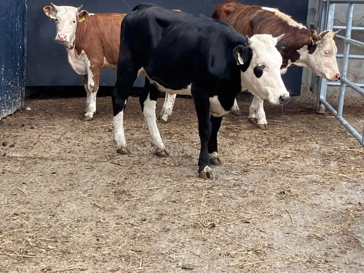 3 Hereford store heifers for sale - Image 2