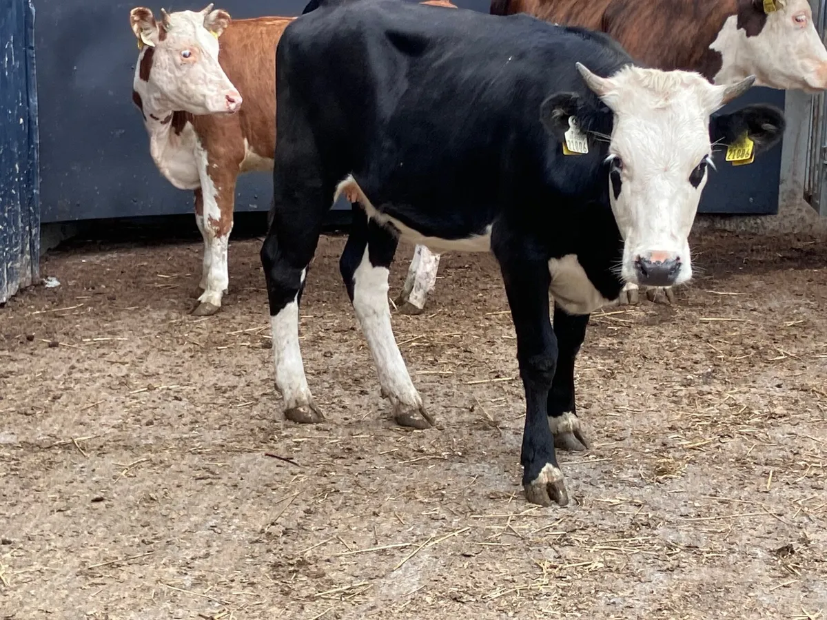 3 Hereford store heifers for sale - Image 3