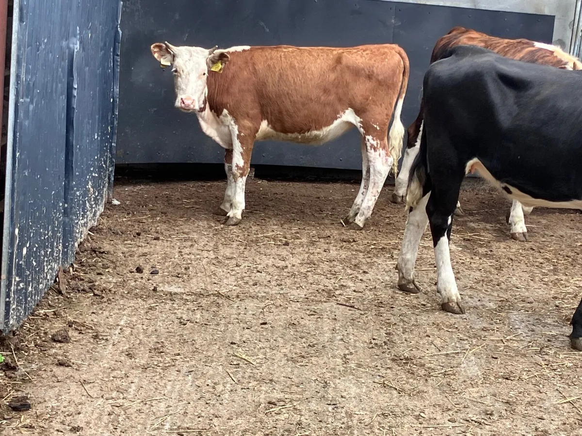 3 Hereford store heifers for sale - Image 4