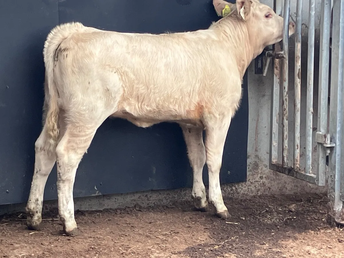Top quality Charlaois heifer weanling for sale - Image 2