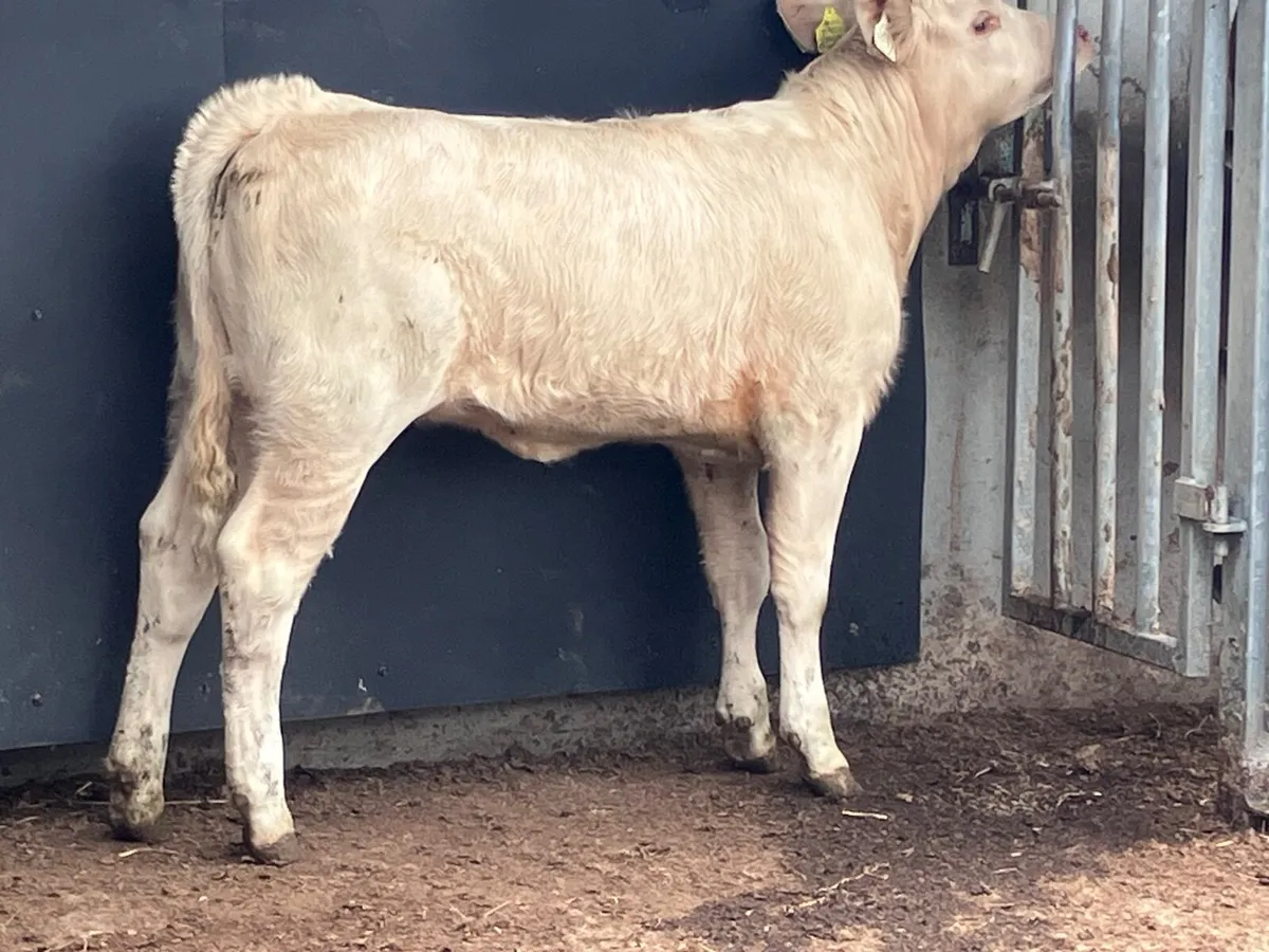 Top quality Charlaois heifer weanling for sale - Image 3