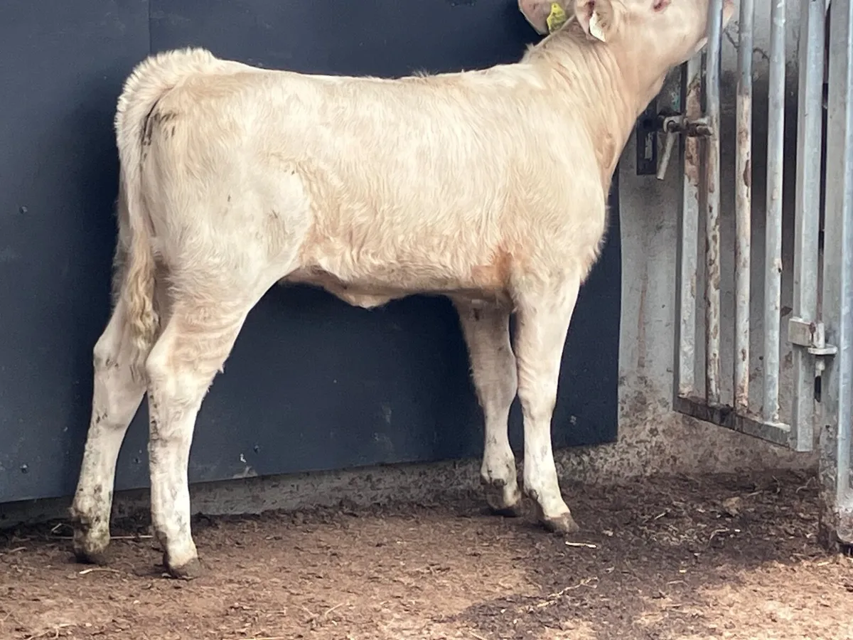 Top quality Charlaois heifer weanling for sale - Image 4