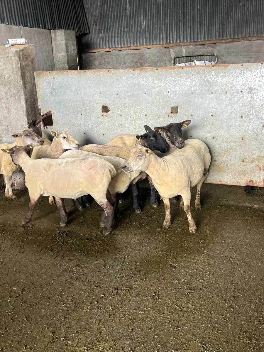 💥10 first and second crop breeding ewes 💥 - Image 1